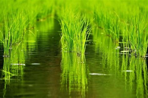 湛水意思|水稻种植时会产生湛水层，湛水层是什么意思？有专有英文吗？